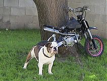 Filename=jimmydogguard.jpg
Filesize=107KiB
Dimensions=484x367
Date added=Jan 08, 2006 jimmydogguard.jpg